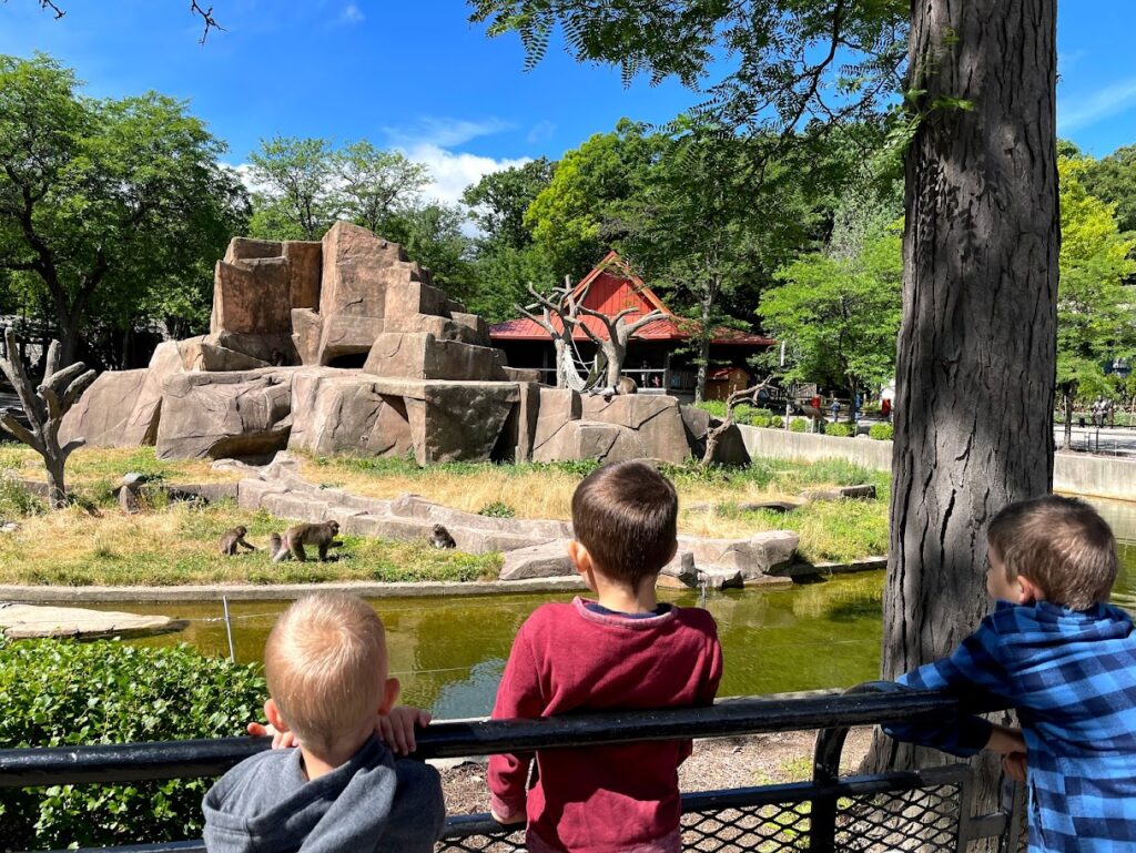 three boys at the zoo enjoying a lack of tests