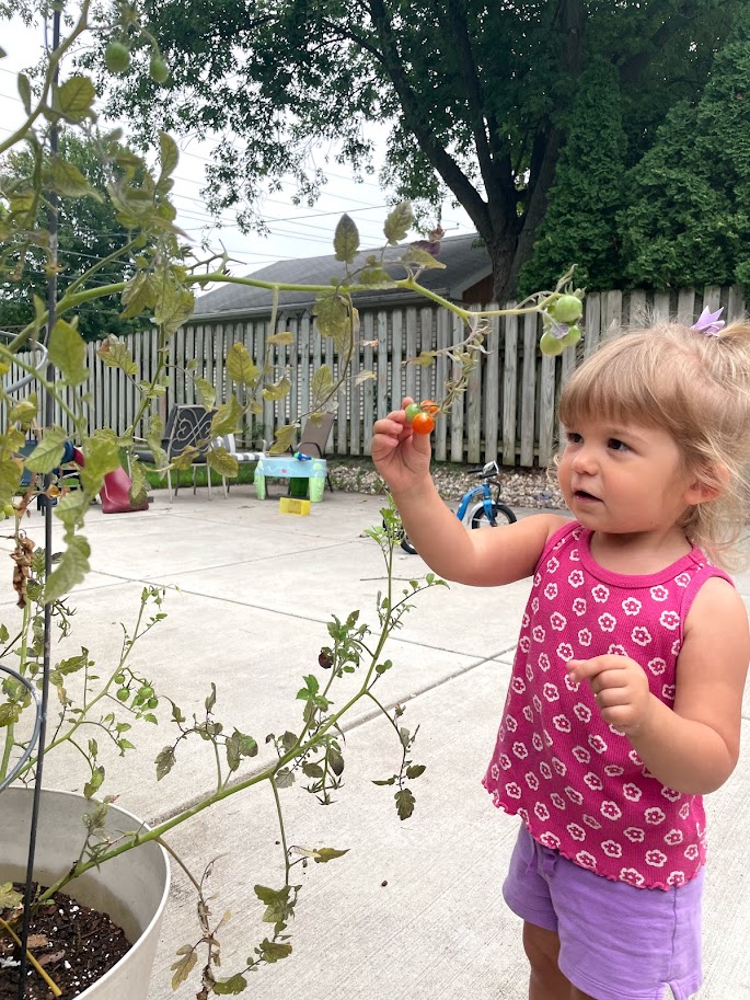 toddler girl picking tomato off a plant that is doing badly