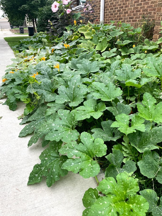 a garden full of pumpkin plants