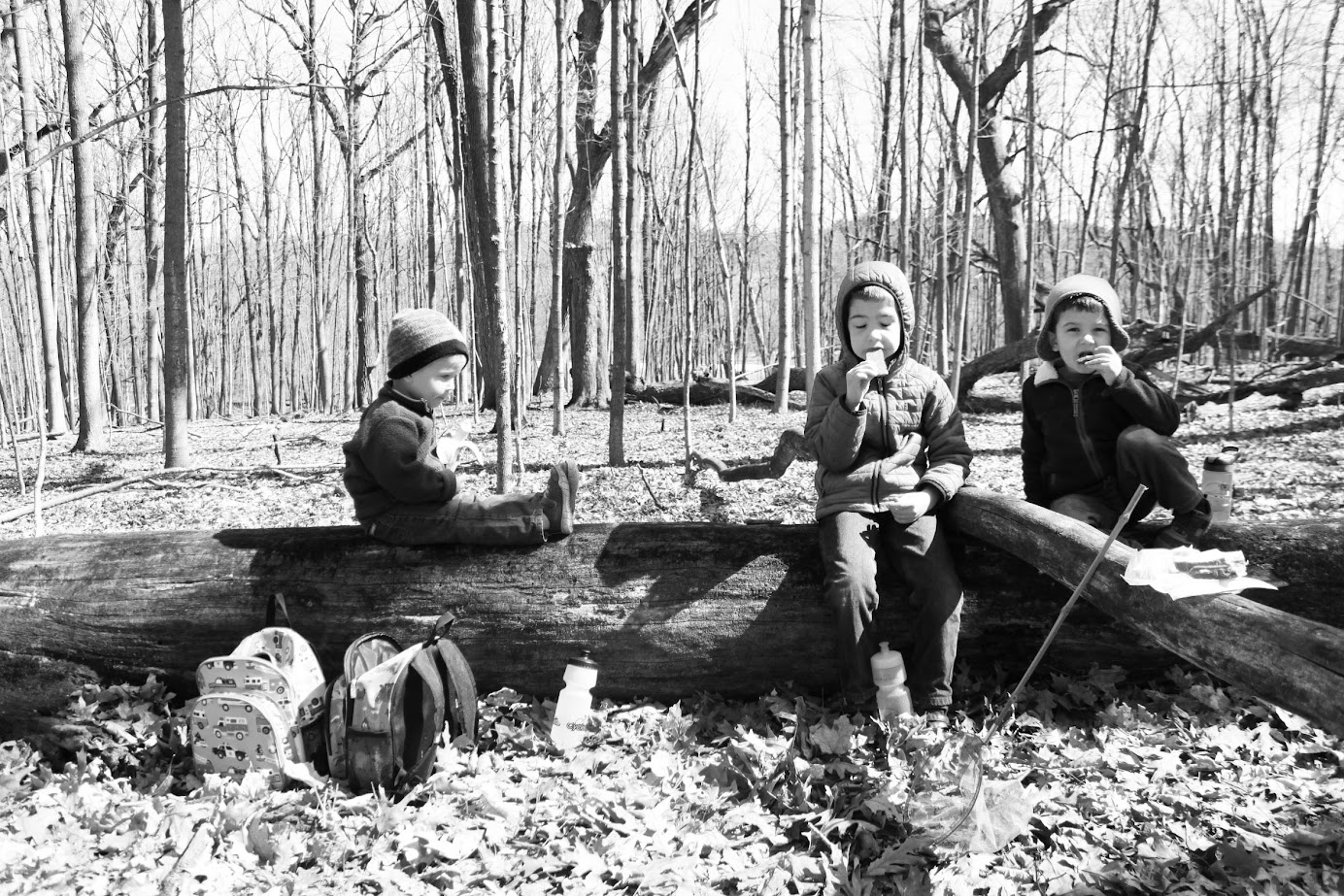 three homeschool boys sitting on a log in the woods