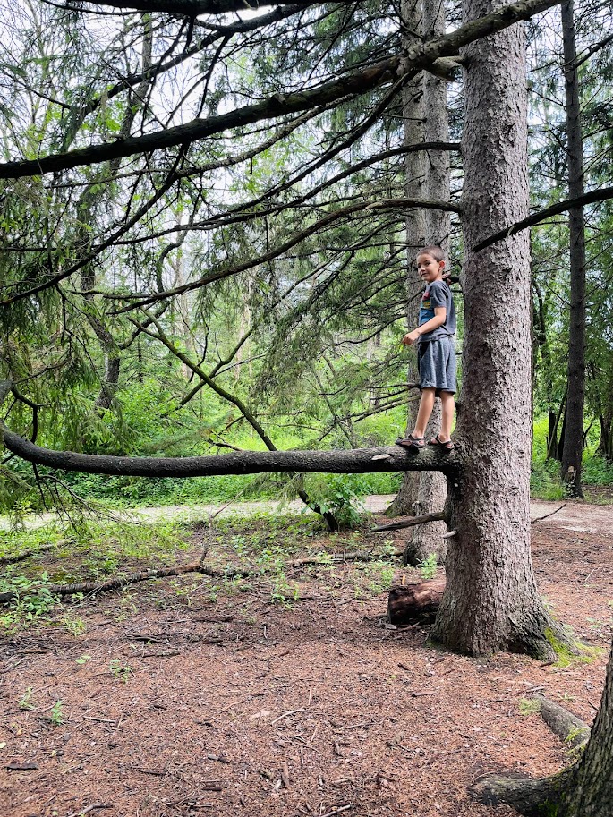 homeschool boy climbing a pine tree