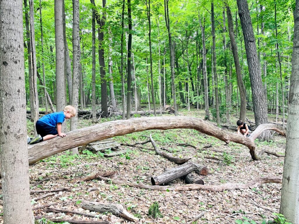 two boys climbing a tree in the woods