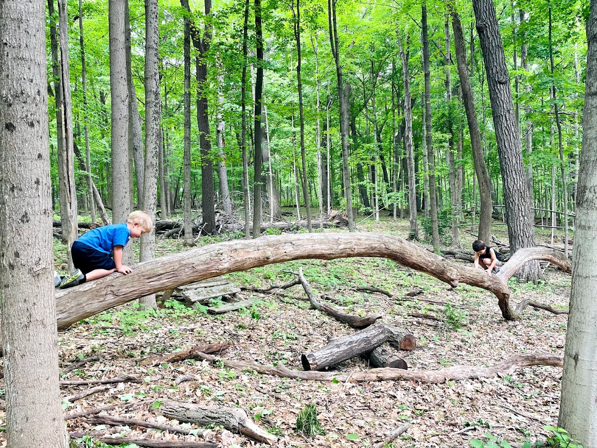 homeschool boy climbing a tree in the woods