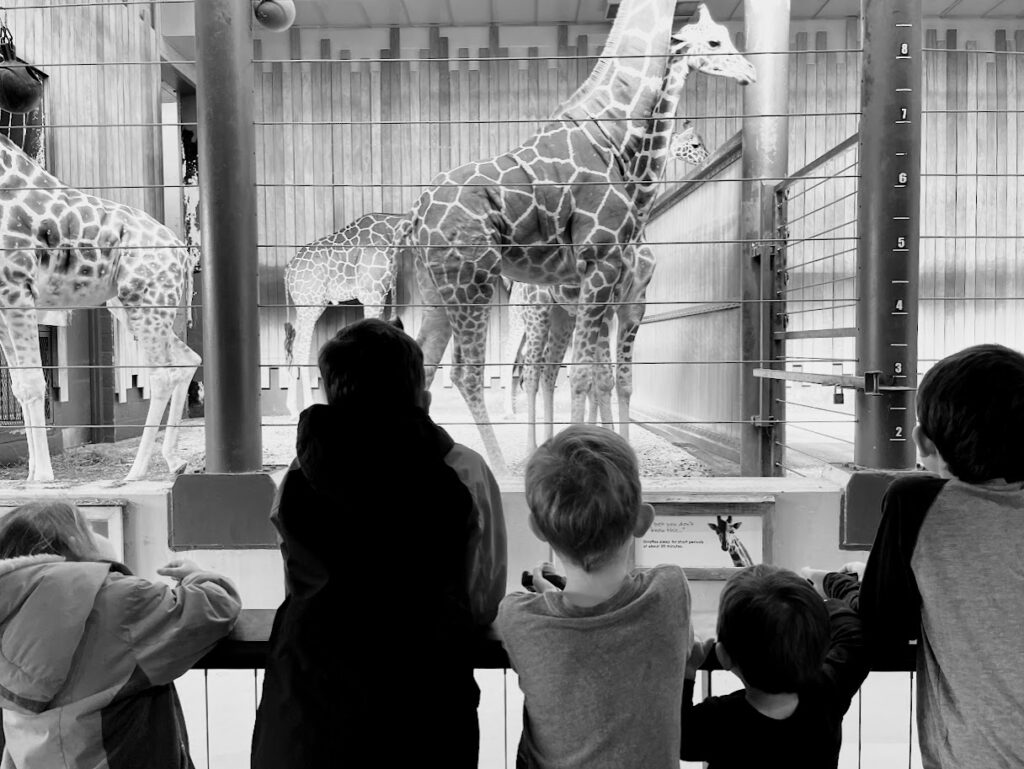 five homeschool children at the zoo watching giraffes