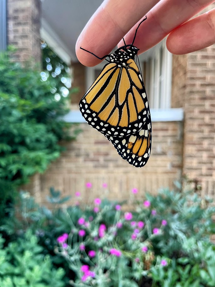 monarch butterfly holding on to fingers