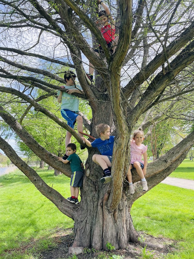 five homeschool children climbing a large tree
