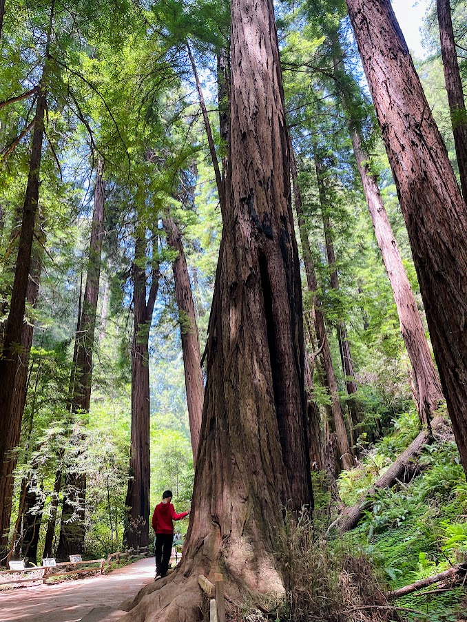 homeschool boy standing near giant redwood trees in california