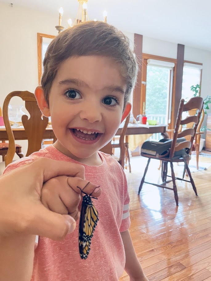 homeschool toddler boy holding a monarch butterfly