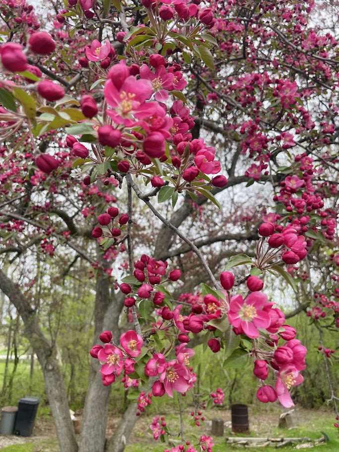 blooming crab apple tree with pink flowers