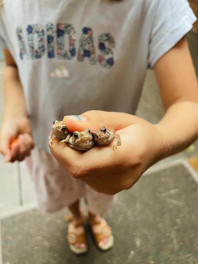 homeschool girl holding three toads