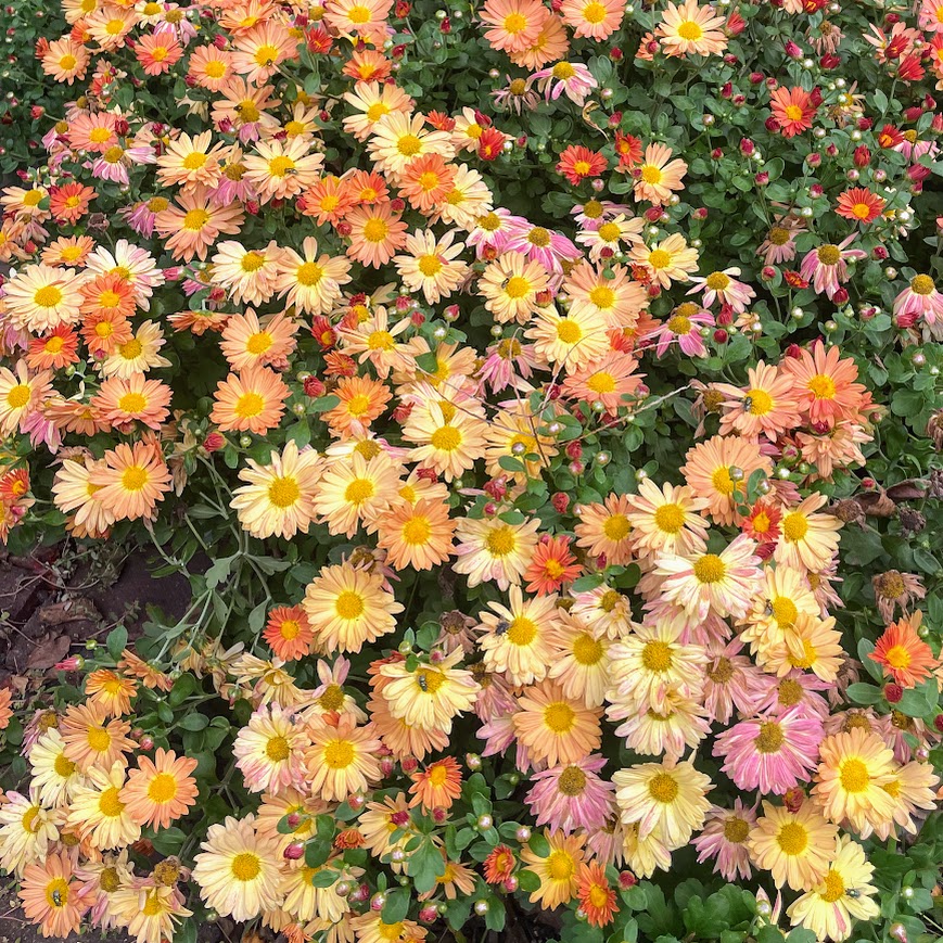 yellow, orange, and pink fall mums blooming